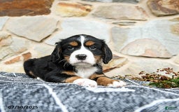 Miniature Bernese Mountain Dog dogs for sale: Magnolia - Image 3