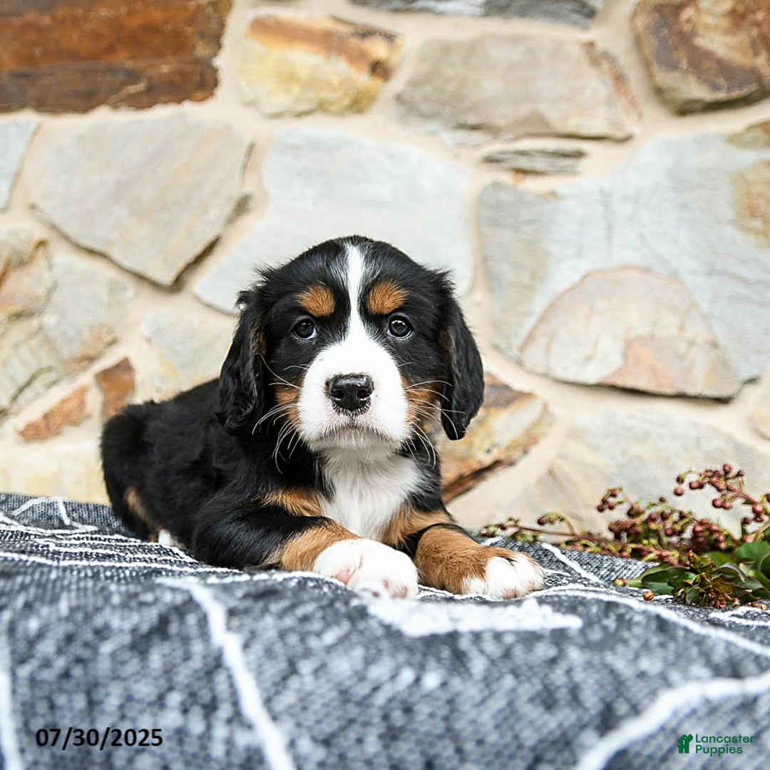 Miniature Bernese Mountain Dog dogs for sale: Magnolia - Image 3