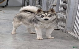 Alaskan Klee Kai dogs for sale: Zodiac/no Collar - Image 4