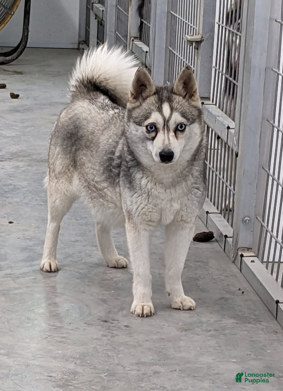 Alaskan Klee Kai dogs for sale: Zodiac/no Collar - Image 4