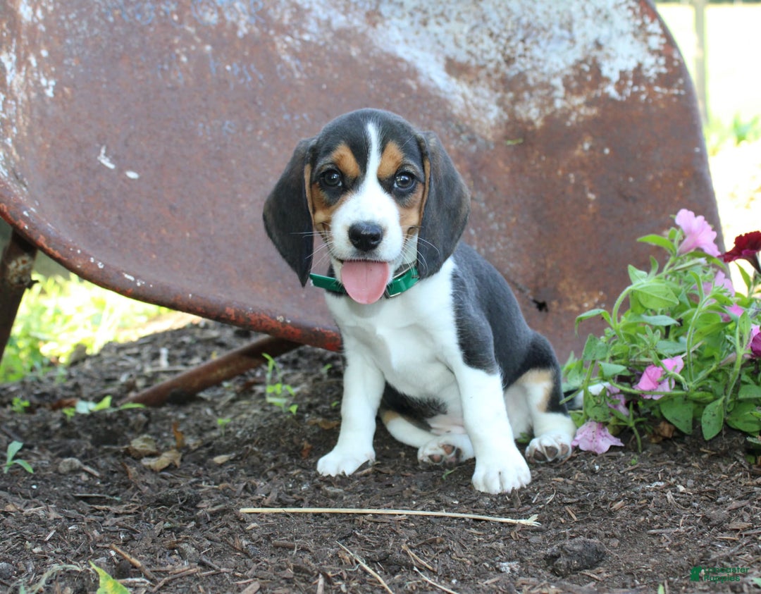 Beagle dogs for sale: Raina - Image 1