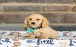 Miniature Dachshund dogs for sale: Trudy - Image 3