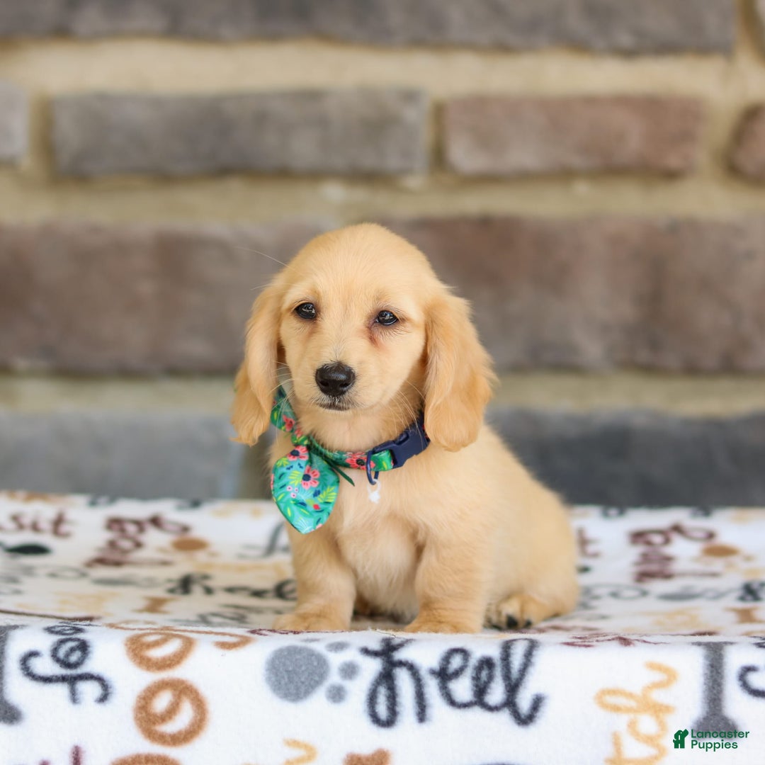 Miniature Dachshund dogs for sale: Trudy - Image 3