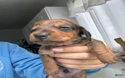 Miniature Dachshund dogs for sale: Twins - Image 7