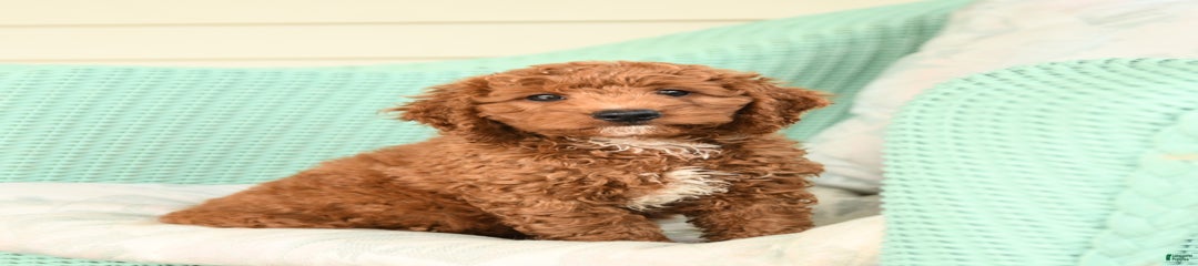 Fudge