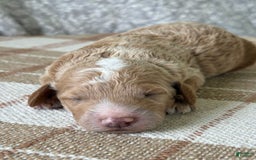 Standard Poodle dogs for sale: Cooper - Image 2