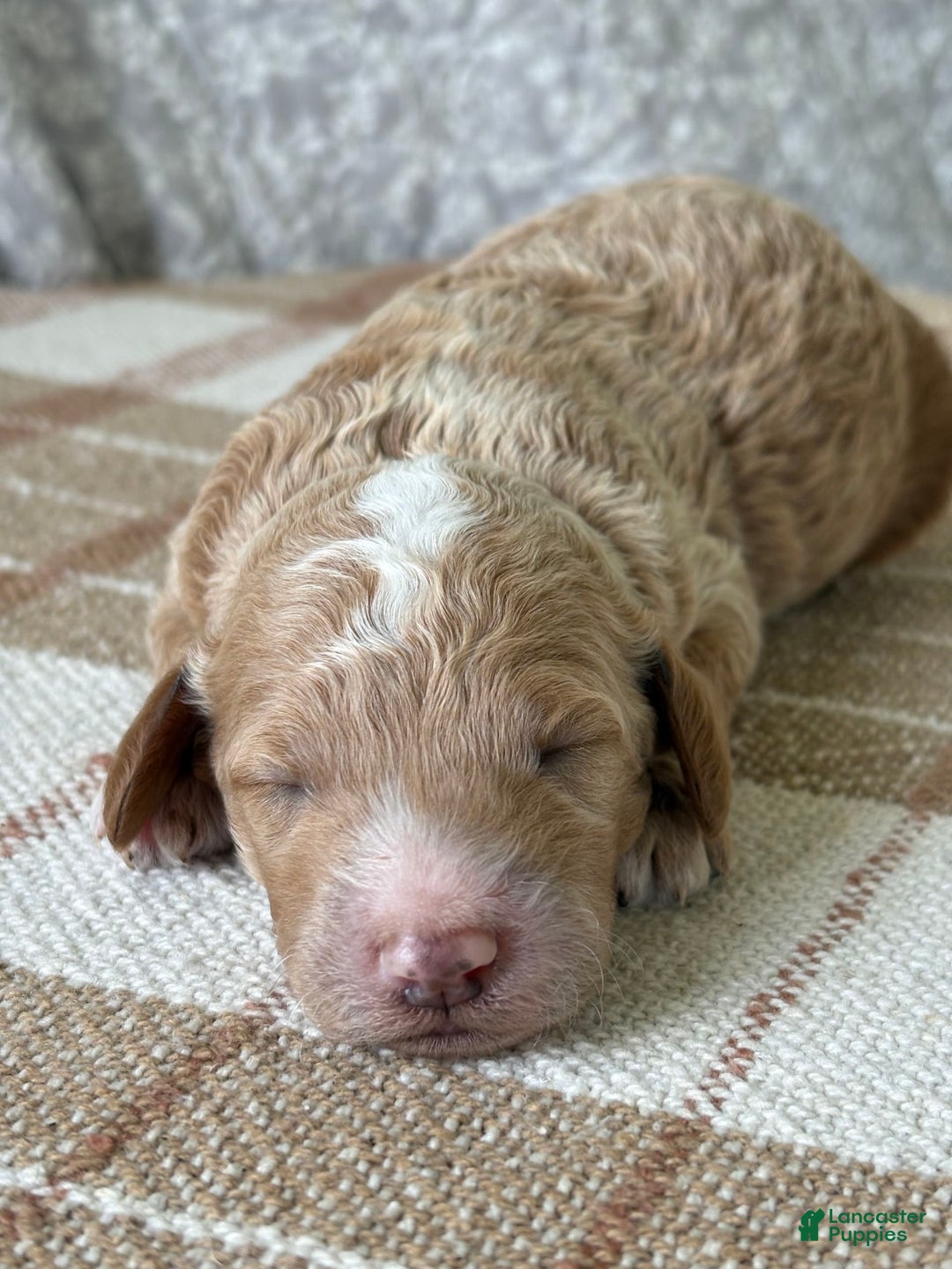 Standard Poodle dogs for sale: Cooper - Image 2