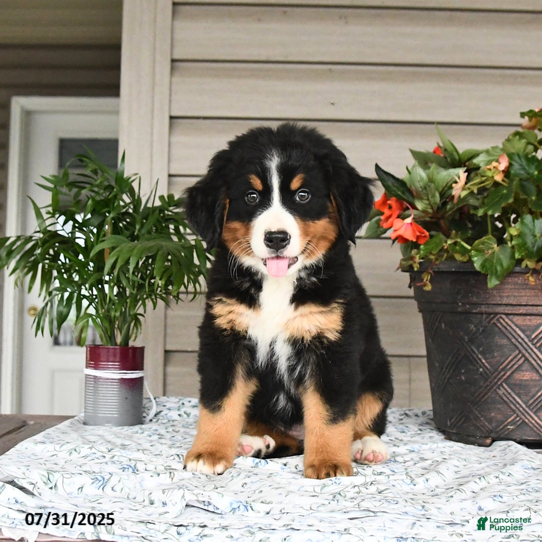 Bernese Mountain Dog dogs for sale: Bailey - Image 6