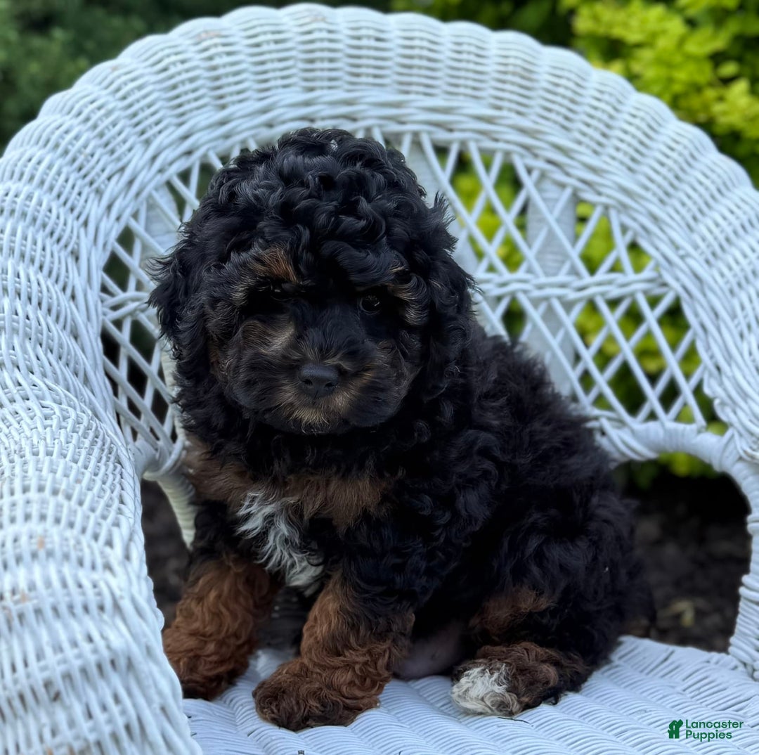 Cavapoo dogs for sale: Cavapoo 4 puppies - Image 22