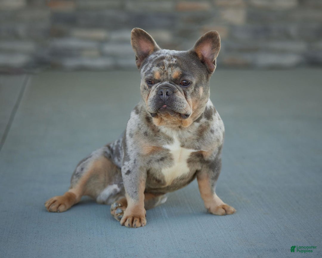 French Bulldog dogs for sale: Bubba - Image 7