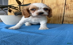 Cocker Spaniel dogs for sale: Twila - Image 7
