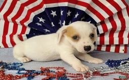Jack Russell Terrier dogs for sale: Jagger Rough Coat Male - Image 5