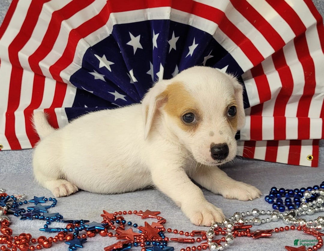 Jack Russell Terrier dogs for sale: Jagger Rough Coat Male - Image 5