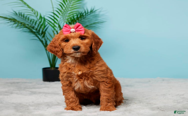 Mini Goldendoodle dogs for sale - Ad 3