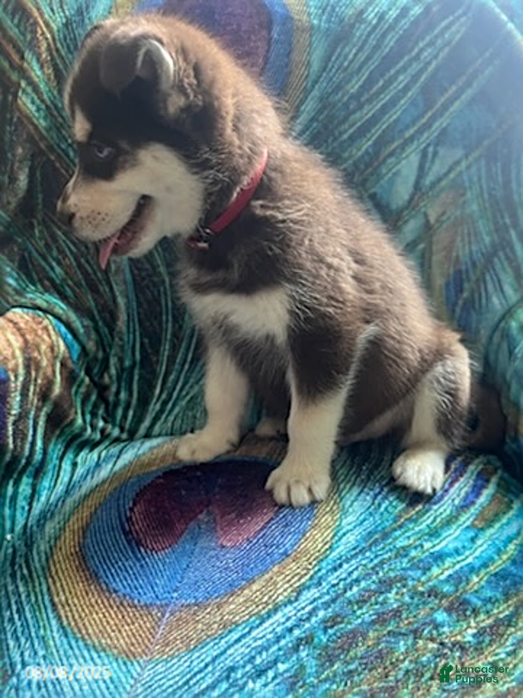 Pomsky dogs for sale: Regina - Image 2