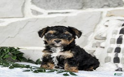 Yochon dogs for sale: Travis - Image 1