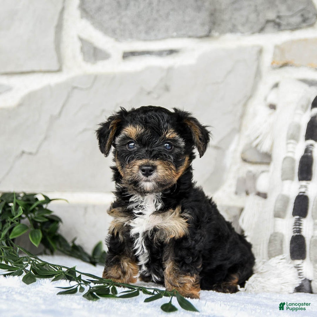 Yochon dogs for sale: Travis - Image 1