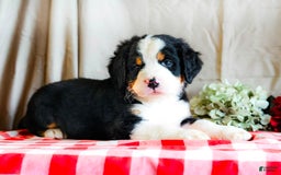 Bernese Mountain Dog dogs for sale: Milo - Image 6