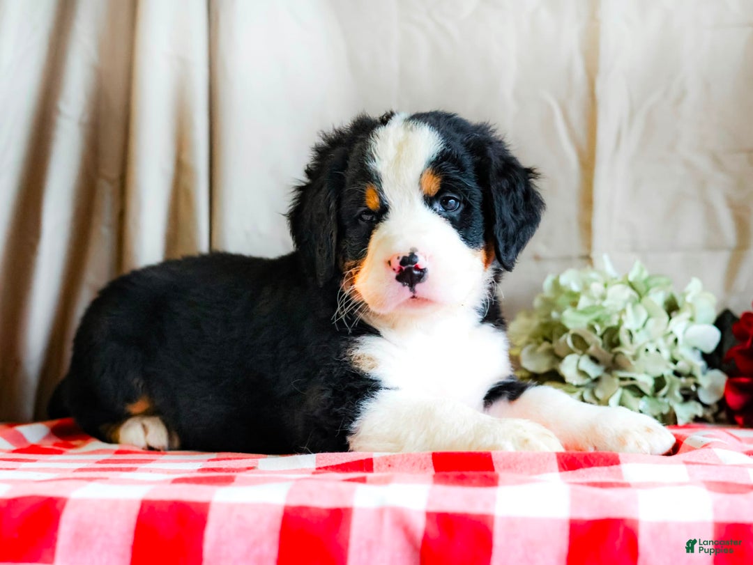 Bernese Mountain Dog dogs for sale: Milo - Image 6