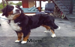 Mini Bernedoodle dogs for sale: Liberty - Image 11