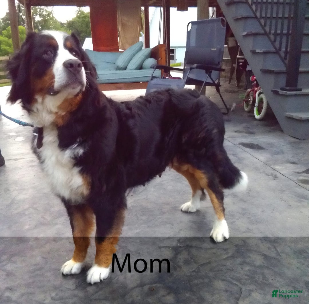 Mini Bernedoodle dogs for sale: Liberty - Image 11