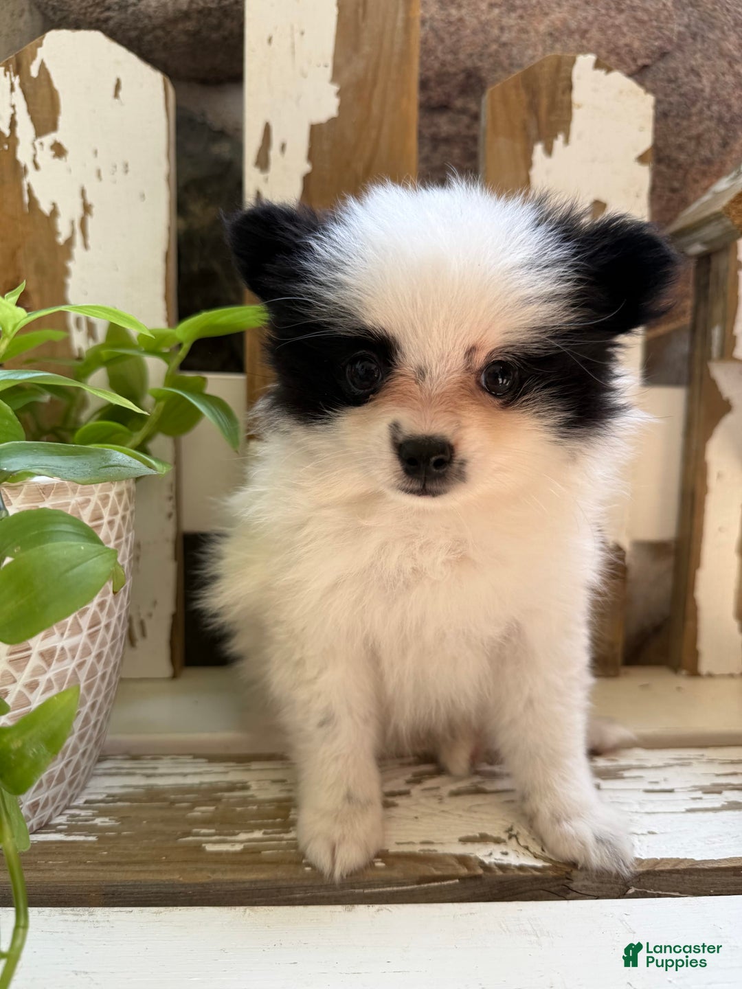 Pomeranian dogs for sale: Bear - Image 11