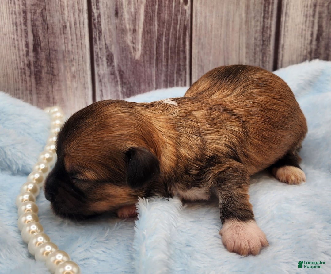 Chinese Crested dogs for sale: April - Image 7