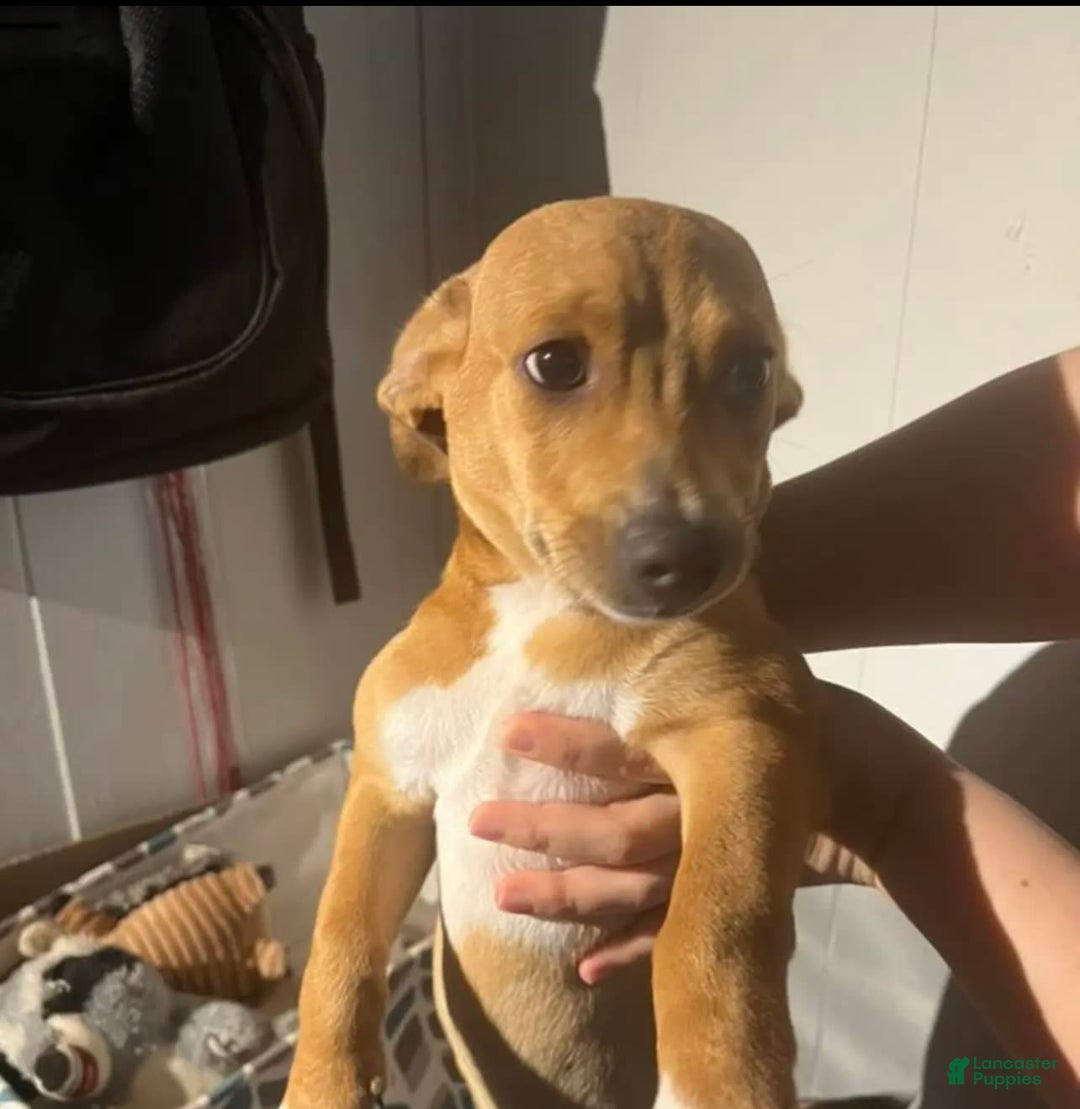 Chihuahua dogs for sale: Canelo - Image 1