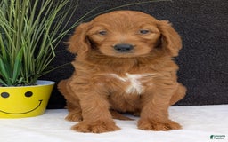 Goldendoodle dogs for sale: Emmie - Image 25
