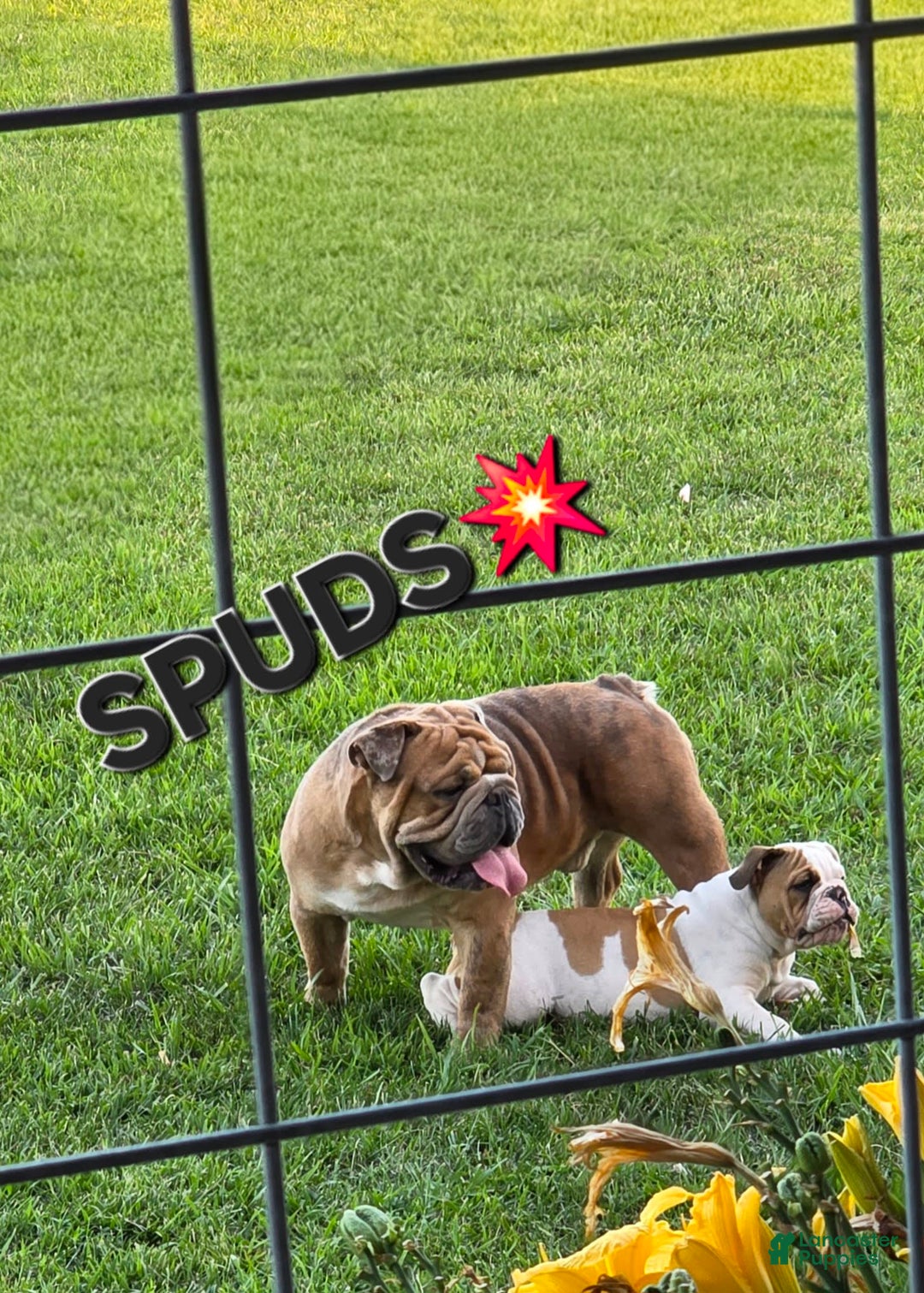Olde English Bulldogge dogs for sale: Jimi - Image 13
