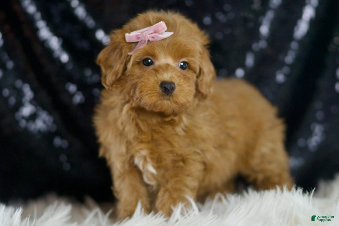 Maltipoo dogs for sale: Georgia - Image 2