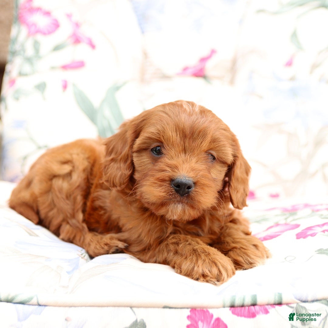 Cavapoo dogs for sale: Cavapoo 5 puppies - Image 12