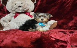 Yorkshire Terrier dogs for sale: LOUIE - Image 3