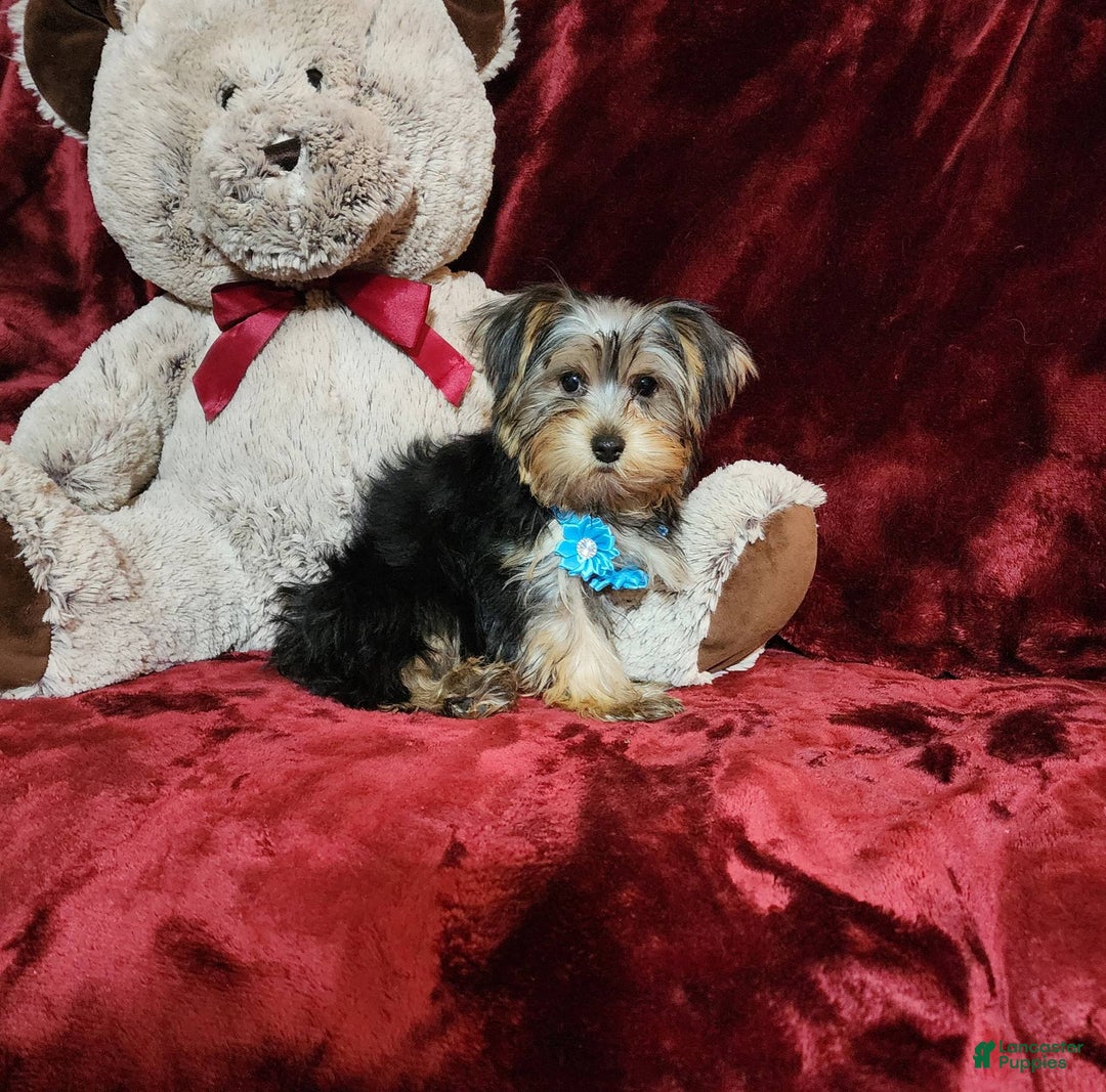 Yorkshire Terrier dogs for sale: LOUIE - Image 3