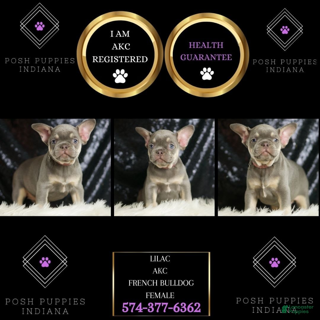 French Bulldog dogs for sale: Lilac - Image 3