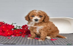 Toy Poodle dogs for sale: Nutmeg - Image 4