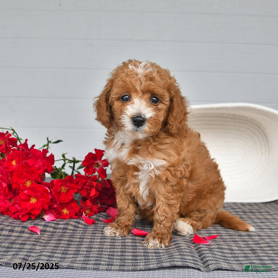 Toy Poodle dogs for sale: Nutmeg - Image 4