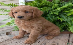 Goldendoodle dogs for sale: Reed - Image 22