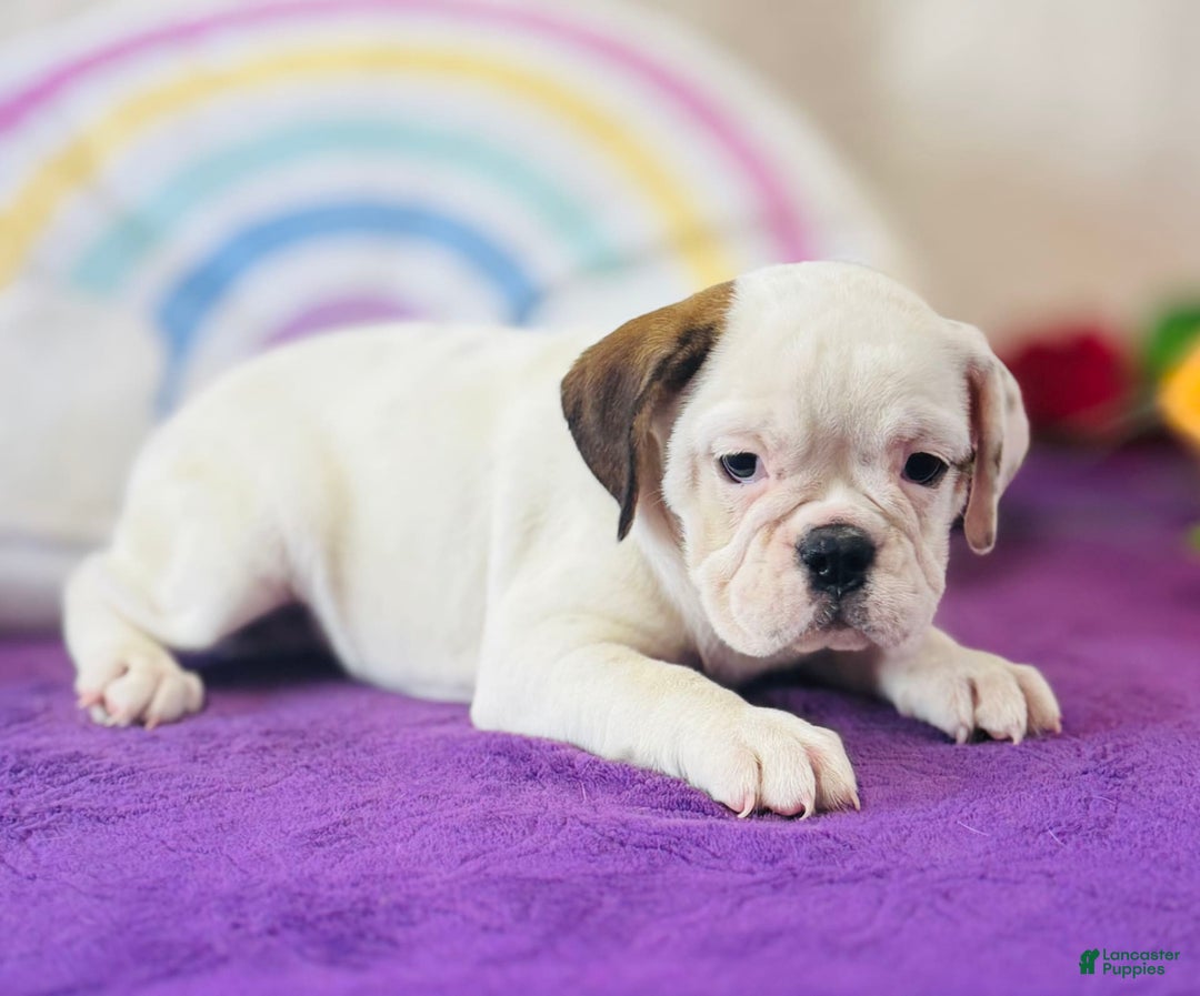 English Bulldog dogs for sale: Laura - Image 4