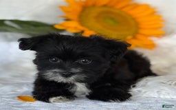 Morkie dogs for sale: LAKOTA - Image 6