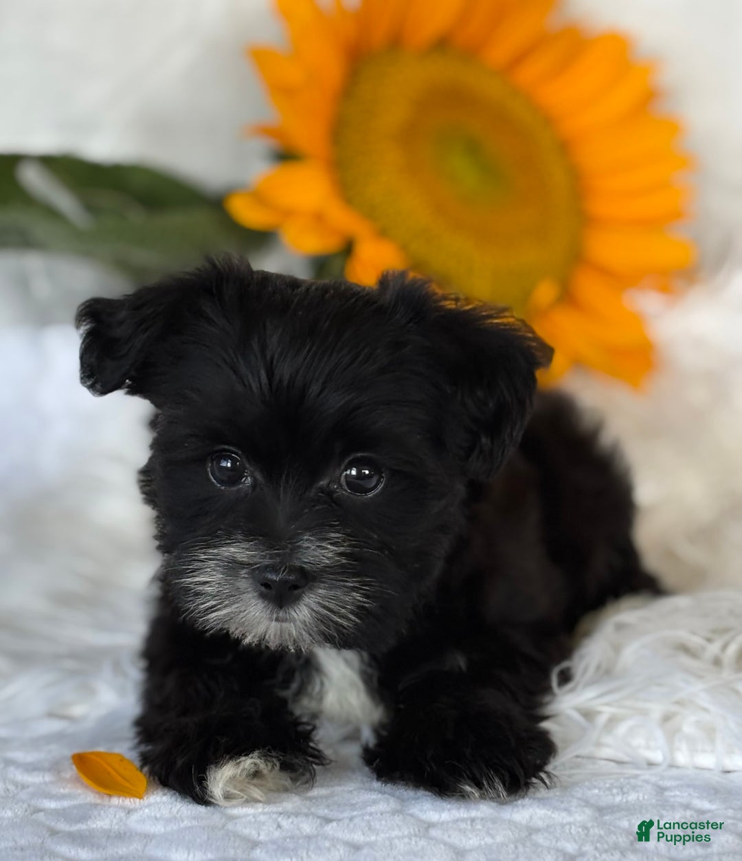 Morkie dogs for sale: LAKOTA - Image 6