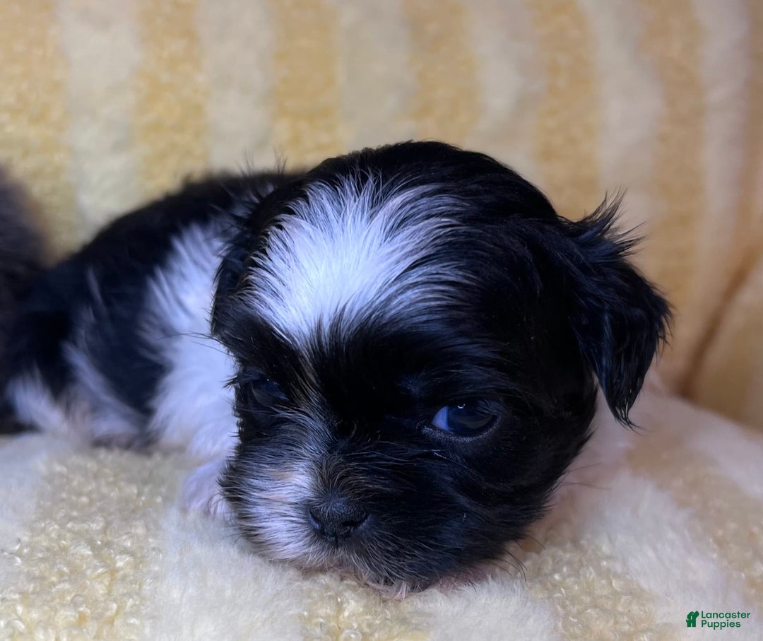 Shih Tzu dogs for sale: Barney - Image 2