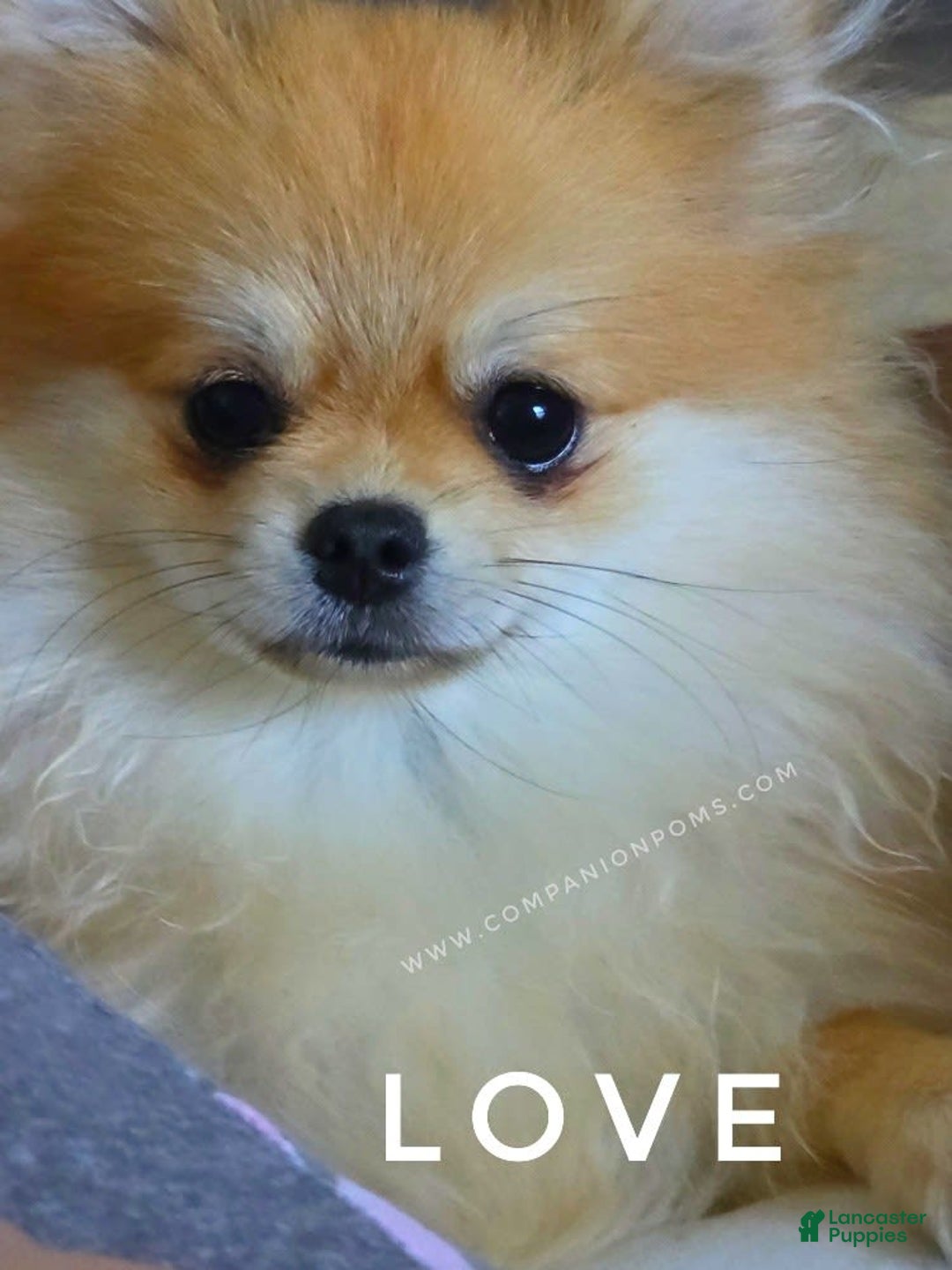 Pomeranian dogs for sale: Purse Pom - Love - Image 9