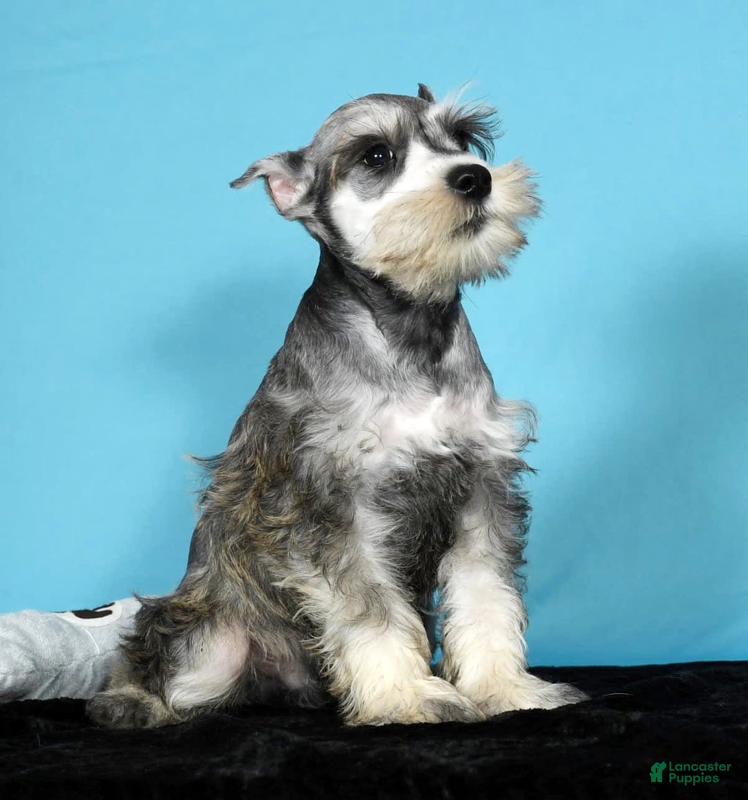 Miniature Schnauzer dogs for sale: Ken - Image 1