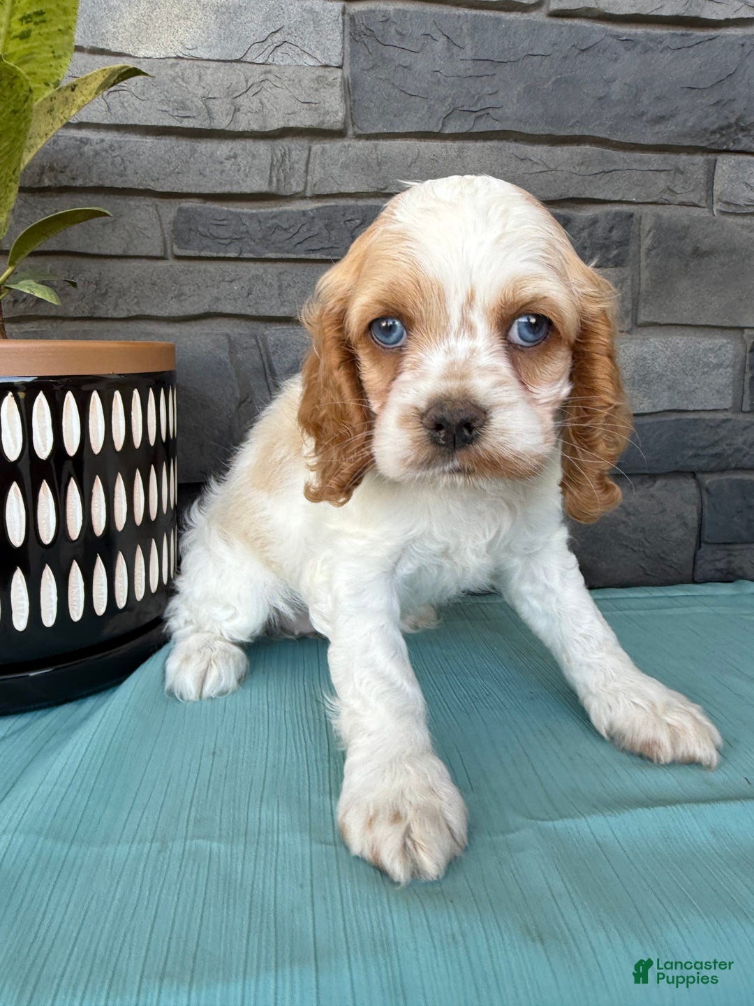 Cocker Spaniel dogs for sale: Twila - Image 15