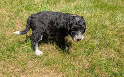 Mini Bernedoodle dogs for sale: Sienna - Image 7
