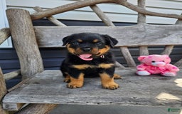 Rottweiler dogs for sale: Heidi - Image 2
