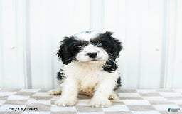 Cavapoo dogs for sale: Kentucky - Image 1