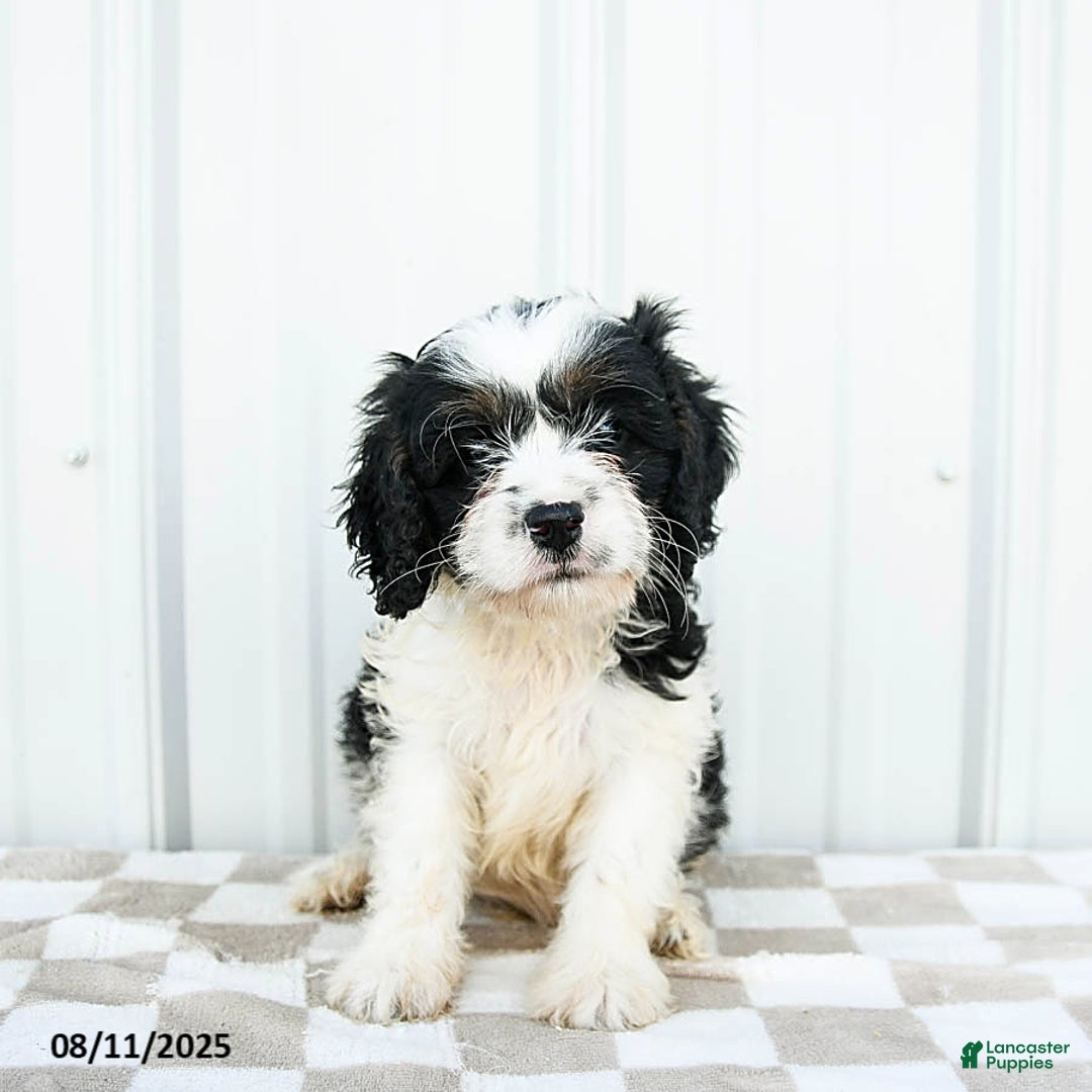 Cavapoo dogs for sale: Kentucky - Image 1