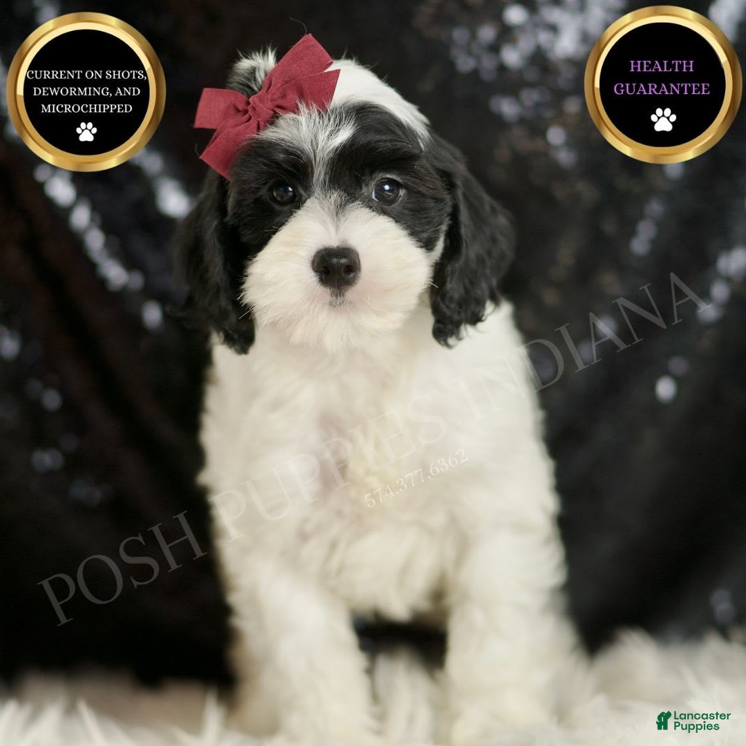 Cavapoo dogs for sale: Crasher - Image 3